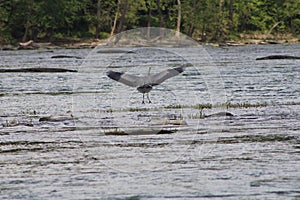 Great Blue Heron By The Seashore In Pensacola Florida