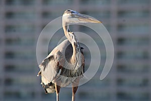 Great Blue Heron By The Seashore In Pensacola Florida