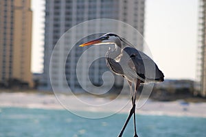 Great Blue Heron By The Seashore In Pensacola Florida
