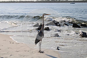 Great Blue Heron By The Seashore In Pensacola Florida