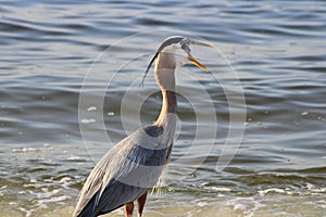 Great Blue Heron By The Seashore In Pensacola Florida