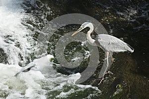 Great blue heron sees a carp at base of waterfall