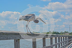 A Great Blue Heron sees a fish to eat on the fishing pier at Gulf Port, Harrison County Mississippi, Gulf of Mexico USA