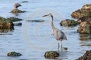 Great Blue Heron in the Shallow Waters
