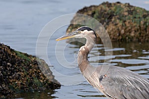 Great Blue Heron in the Shallow Waters