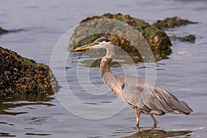 Great Blue Heron in Shallow Waters
