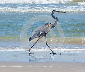 Great Blue Heron on Shoreline