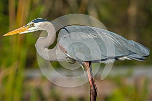 Great Blue Heron