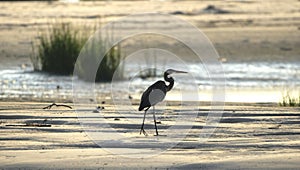 Great Blue Heron silhouette on beach, Hilton Head Island