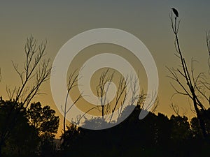 Great Blue Heron Silhouette Before Dawn