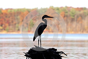 Great Blue Heron Silhouette - Fall