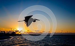 Great blue heron in silhouette flies near sunset in Florida.tif