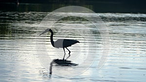 Great blue heron in silhouette photo