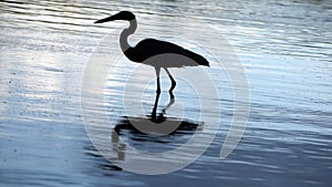 Great blue heron in silhouette photo