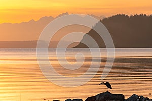 Great Blue Heron Silhouette on Ocean Sunset and Mountain Background