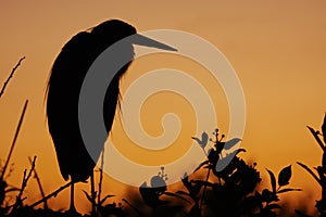 Great Blue Heron silhouette at sunrise