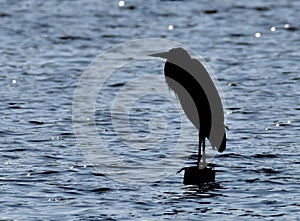 A great blue heron silhouetted against the water