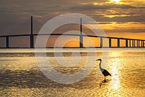 Great Blue Heron silhouetted at sunrise - St. Petersburg, Florid
