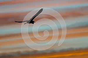 Great Blue Heron Silhouetted in the Sunset Sky As It Flies