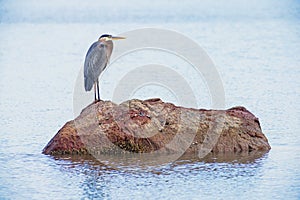 Great Blue Heron sits still on a rock in morning