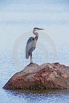 Great Blue Heron sits still on a rock preparing for the hunt