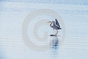 Great Blue Heron sits still on a rock and shows its beautiful silver wings