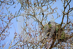 Great Blue Heron sitting on a nest and adding fresh twigs, spring nest maintenance, Marymoor Park, Redmond, WA