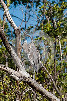 Great Blue Heron sitting in a tree