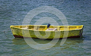 Great Blue Heron sitting on a yellow wooden boat in the sea lagoon of Saloum, Senegal, Africa