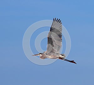 A Great Blue Heron in the Sky