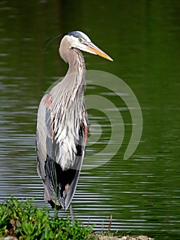 Great Blue Heron Slouching in Front of Green Lake Water