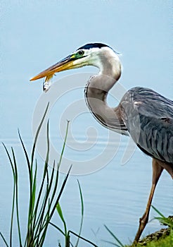 Great Blue Heron with Small Fish for Breakfast