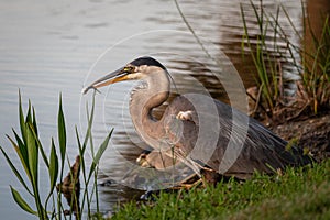 Great blue heron with a small fish is closely watched by a night heron