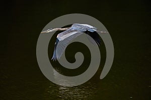 Great blue heron with a small fish is closely watched by a night heron