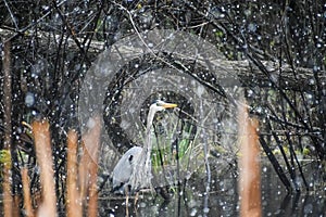 Great Blue Heron in the Snow on Pell Lake