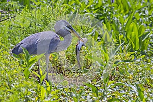 Great Blue Heron With Speared Catfish