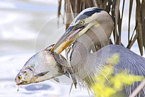 Great Blue Heron With Speared Fish