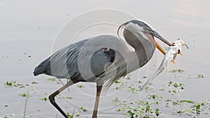 Great Blue Heron Speared A Fish