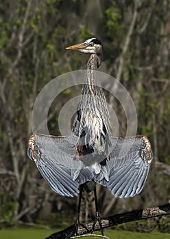 Great Blue Heron Splaying