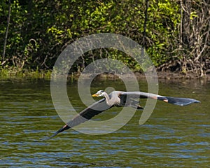 Great Blue Heron spooked