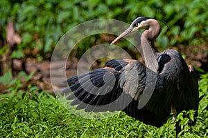 Great blue heron spread wings