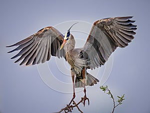 Great Blue Heron spreading its wings