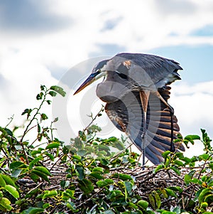 Great Blue Heron Spreading One Wing