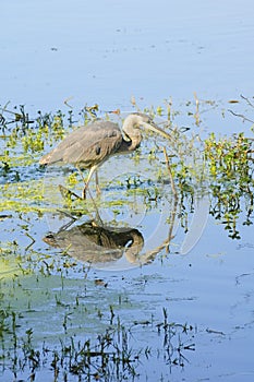 Great blue heron stalking