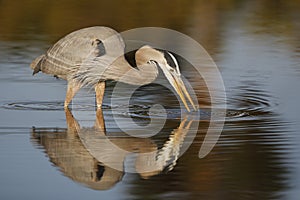 Great Blue Heron stalking a fish - Estero Island, Florida