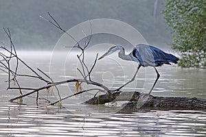 Great blue heron stalking a fish on a foggy morning