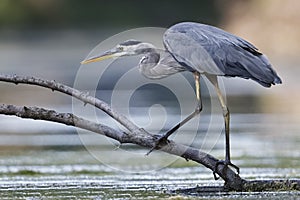 Great Blue Heron stalking its prey