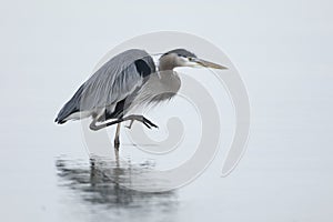 Great Blue Heron stalking its prey