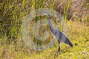 Great Blue Heron Stalking its Prey in Early Morning