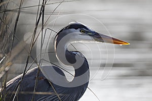 Great Blue Heron stalking its prey in a marsh